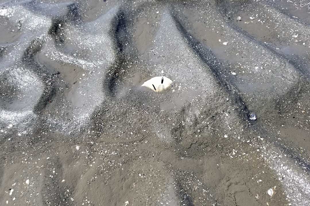 A sand dollar in the sand on Vanishing Island, Hilton Head Island, SC