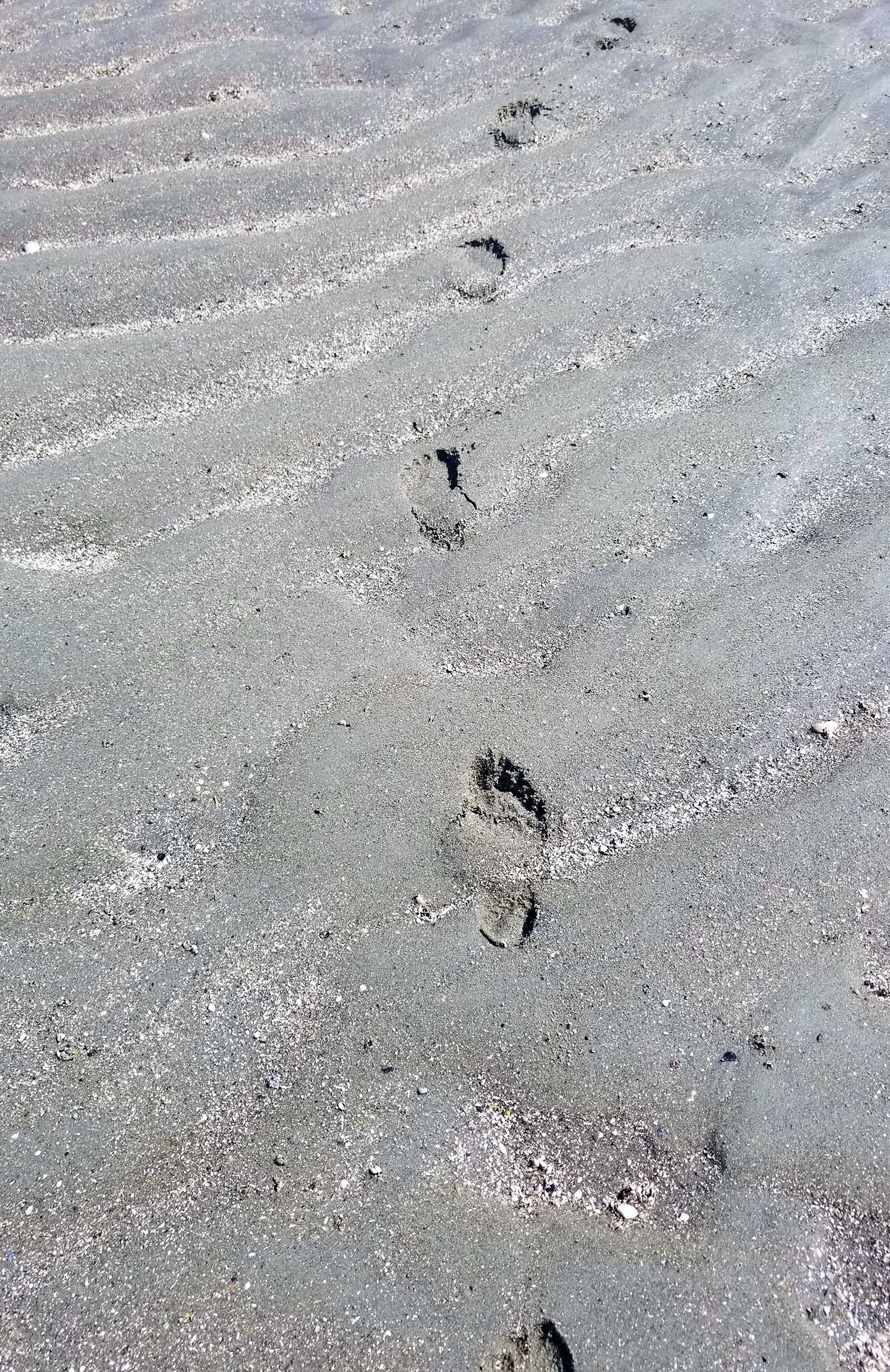 Footprints in the sand at Vanishing Island, Hilton Head Island, SC