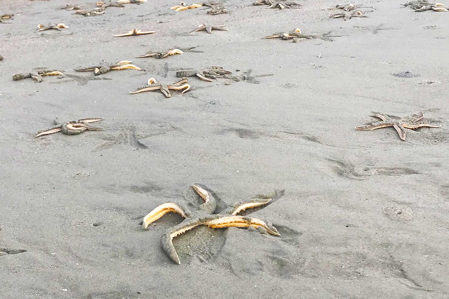 Starfish on Vanishing Island - Hilton Head Island, SC